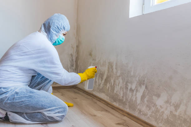 Licensed Black Mold Removal service in Aydlett, NC - WQB Mold Removal