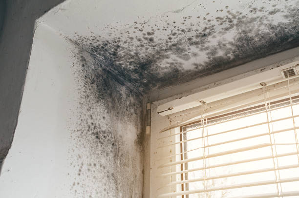 Affordable Black Mold Removal solutions in Aydlett, NC